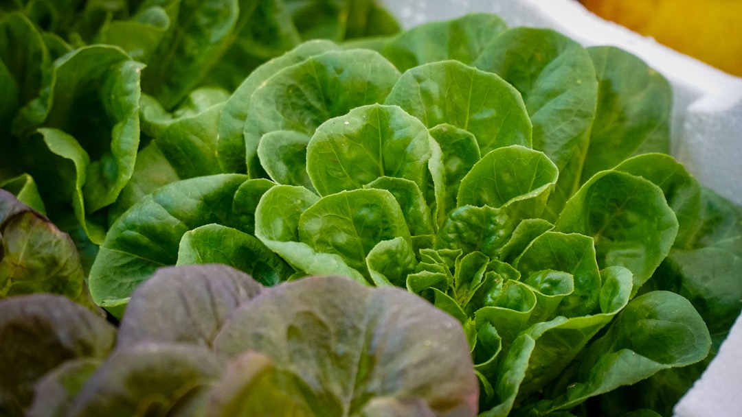 Cross-sectional review links socioeconomic factors to nutritional knowledge in Ghanaian pregnant women